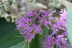 Callicarpa tomentosa